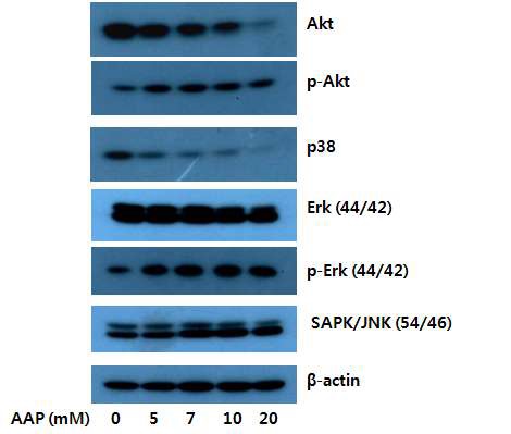 fig 13. Chang liver cell에서 AAP가 신호전달 물질에 미치는 영향.