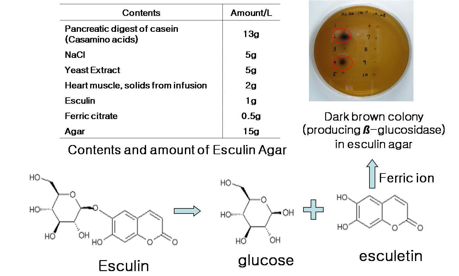 Fig. 2. Screening of the bacterial strains by Esculin assay