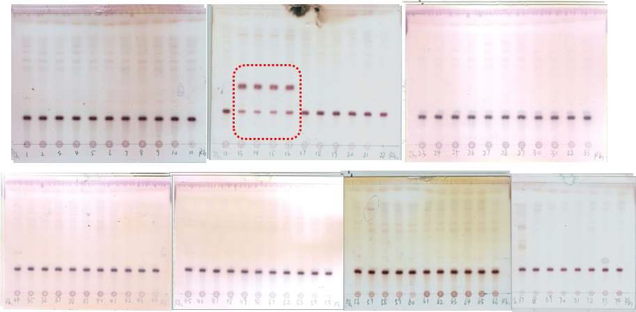 Fig. 3. Fosmid library screening for bioconversion from the major ginsenosides Rb1, using lactic acid bacteria.