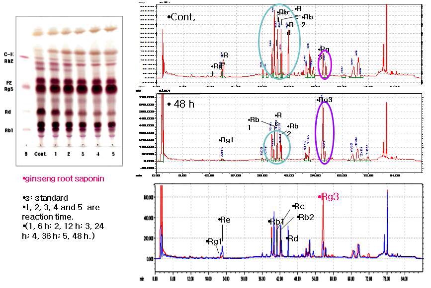 Fig. 5. Microbacterium esteraromaticum에 의한 Production of ginsenoside Rg3 by Microbacterium