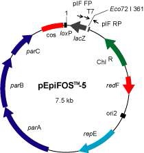 Fig. 8. Fosmid vector library