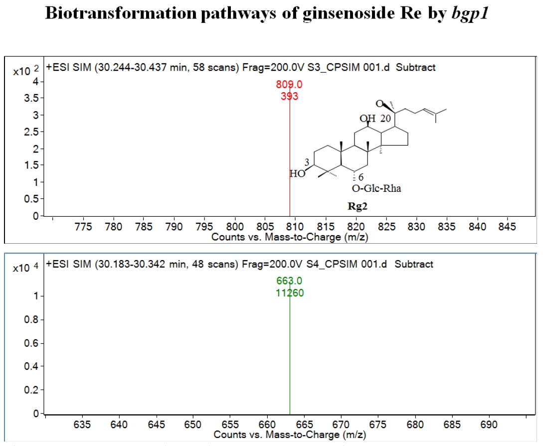 Fig.11. Mass spectra of ginsenoside Re after hydrolysis by bgp1. Mass spectrum of Rg2, m/z=809=[MW+Na+H], MW=785.