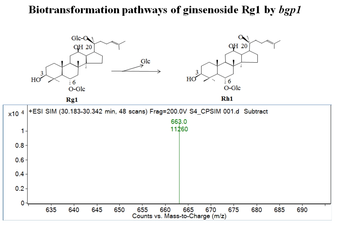 Fig.12. Mass spectra of ginsenoside Rg1 after hydrolysis by bgp1. Mass spectrum of Rh1, m/z=663=[MW+Na+H, MW=639.