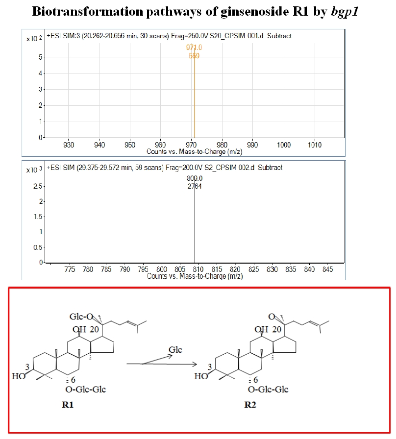 Fig. 13. Mass spectra of ginsenoside R1after hydrolysis by bgp1
