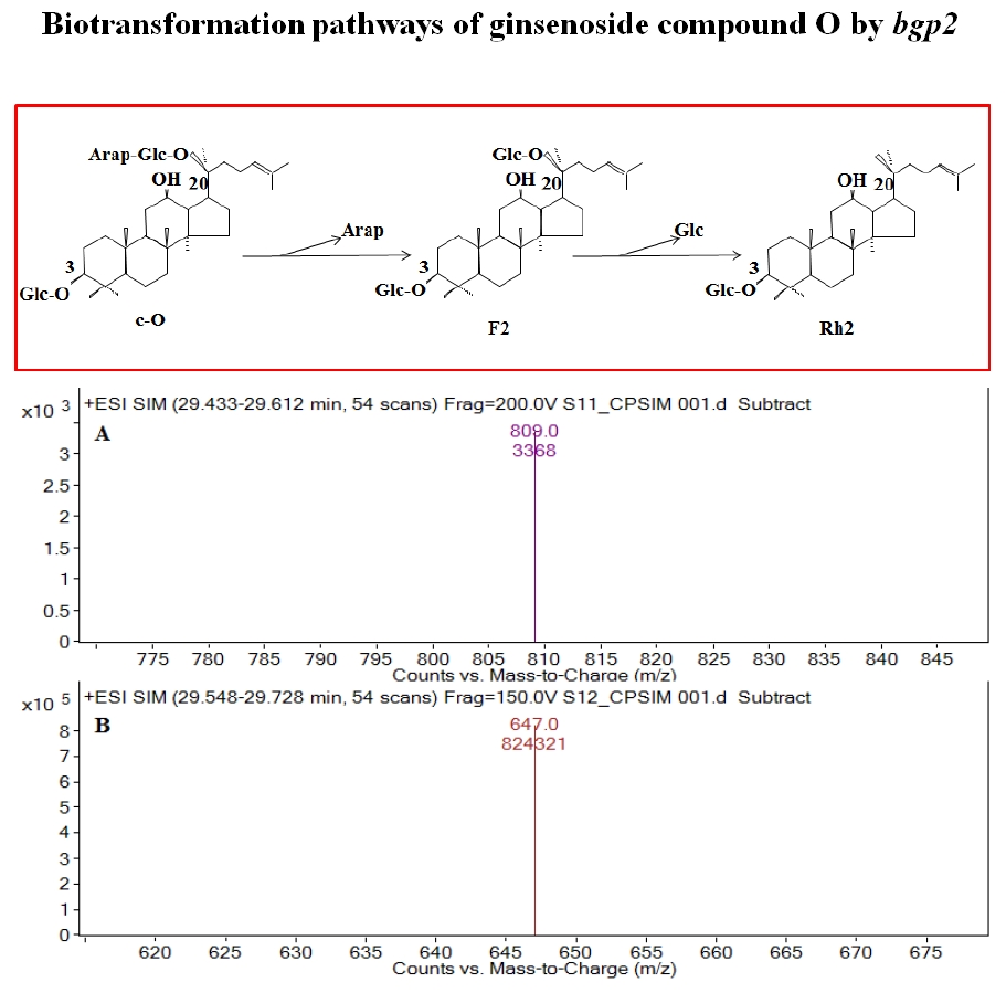 Fig.15. Mass spectra of ginsenoside compound O after reaction with bgp2