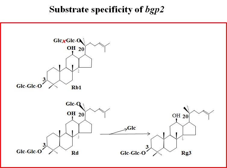 Fig.16. TLC analysis of the transformation of ginsenoside Rb1, Rd, and compound O by bgp2 at pH 6.0, 37°C. S; standard, reaction time; 3 h.