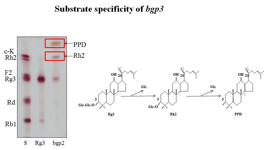 Fig.20. Transformation of ginsenoside Rg3 into PPD by bgp3 from Microbacterium esteraromaticum GS514.