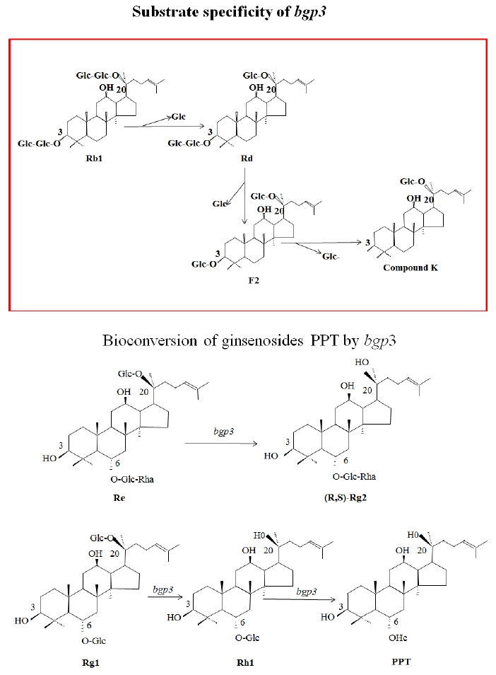 Fig.21. Bioconversion pathway of ginsenoside R1 by bgp3