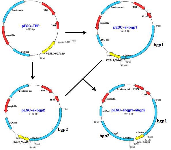 Fig.25. Production of the rare ginsenoside 20(S)-Rg3 from the major ginsenosides Rb1, Rb2 and Rd in Saccharomyces cerevisiae by co-expression of β-glucosidase (Bgp1) and α-L-arabinopyranosidase (Bgp2) from Microbacterium esteraromaticum