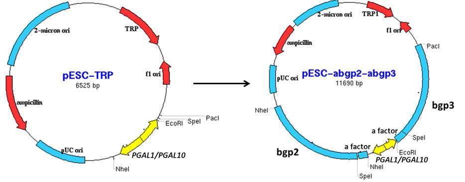 Fig.26. Production of the rare ginsenoside compound K from the ginseng root extract in Saccharomyces cerevisiae by co-expression of β-glucosidase (Bgp3) and α-L-arabinopyranosidase (Bgp2) from Microbacterium esteraromaticum