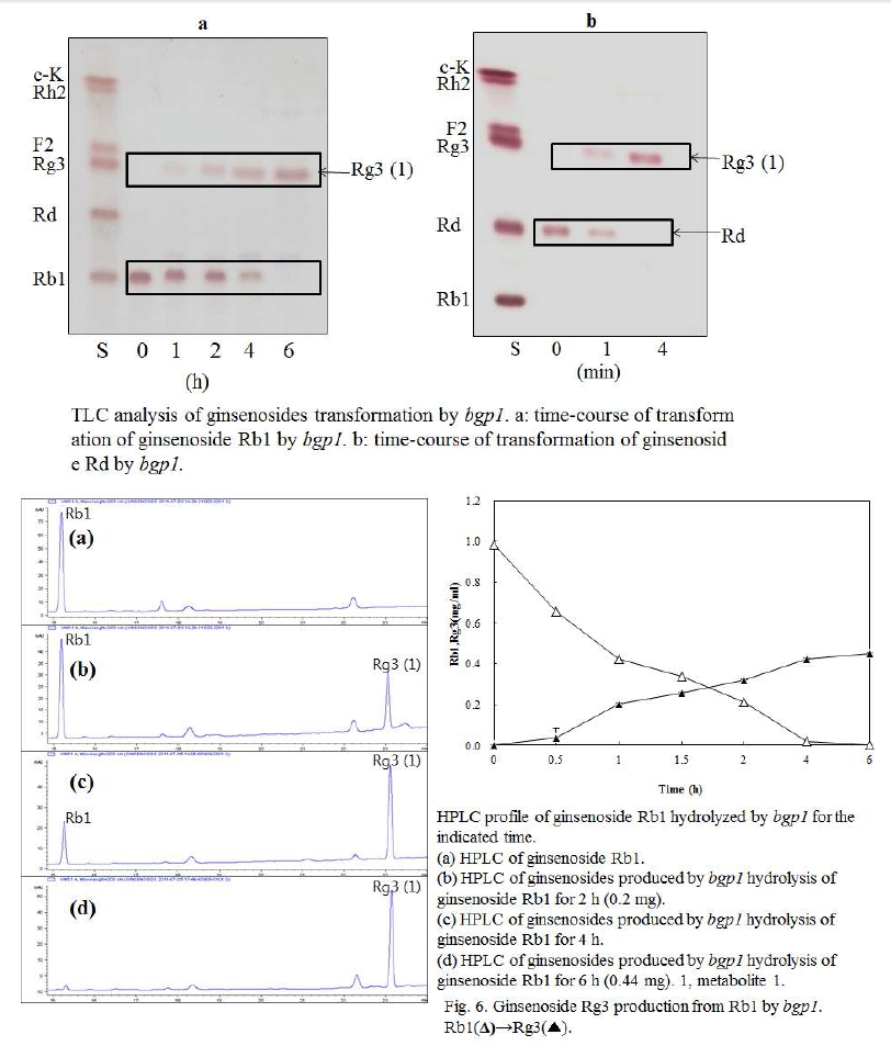 Fig. 28. bgp1에 의한 bioconversion pathway