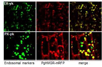 Fig. 31. Merge pattern analysis of PgHMGR-CFP and ER, Peroxisome maker.