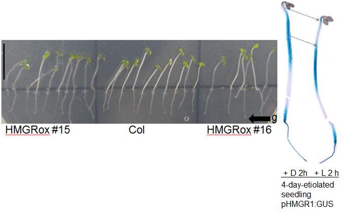 Fig. 32. Expression analysis of HMGR in transgenic plants