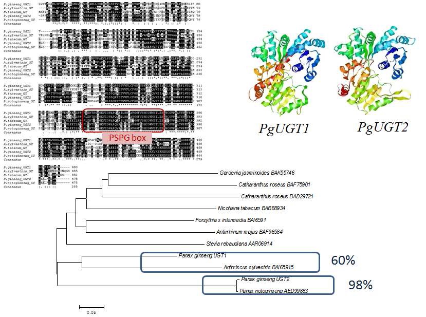 Fig. 36. PgGT1 과 PgGT2 유전자 시퀀스 및 구조