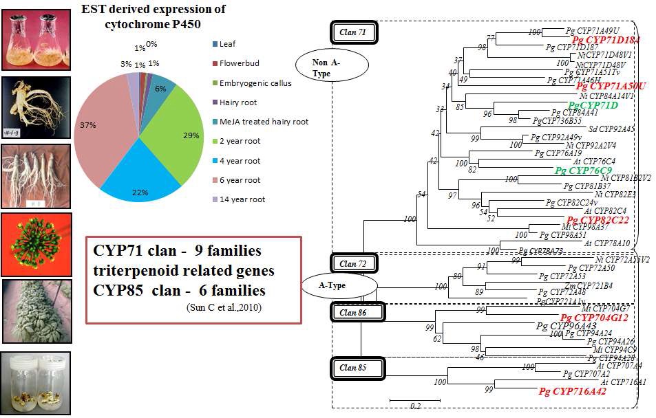 Fig. 37. 인삼 Cyp P450 유전자