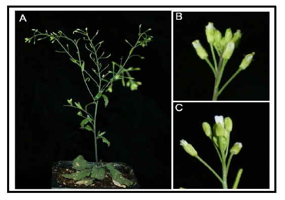 그림 2. 애기장대 형질전환체 표현형