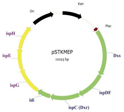 그림 4. MEP 경로 유전자 증폭 플라스미드 모식도