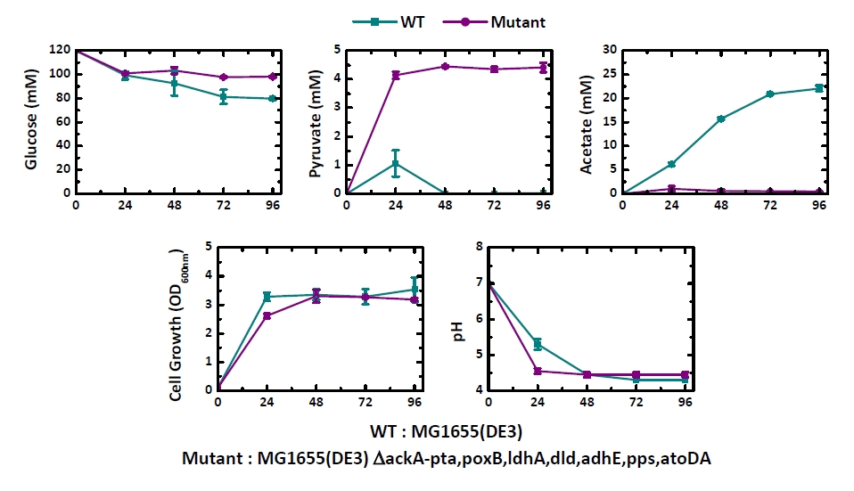 그림 8. 야생형균주와 결손균주의 잔류 포도당 및 생성된 유기산