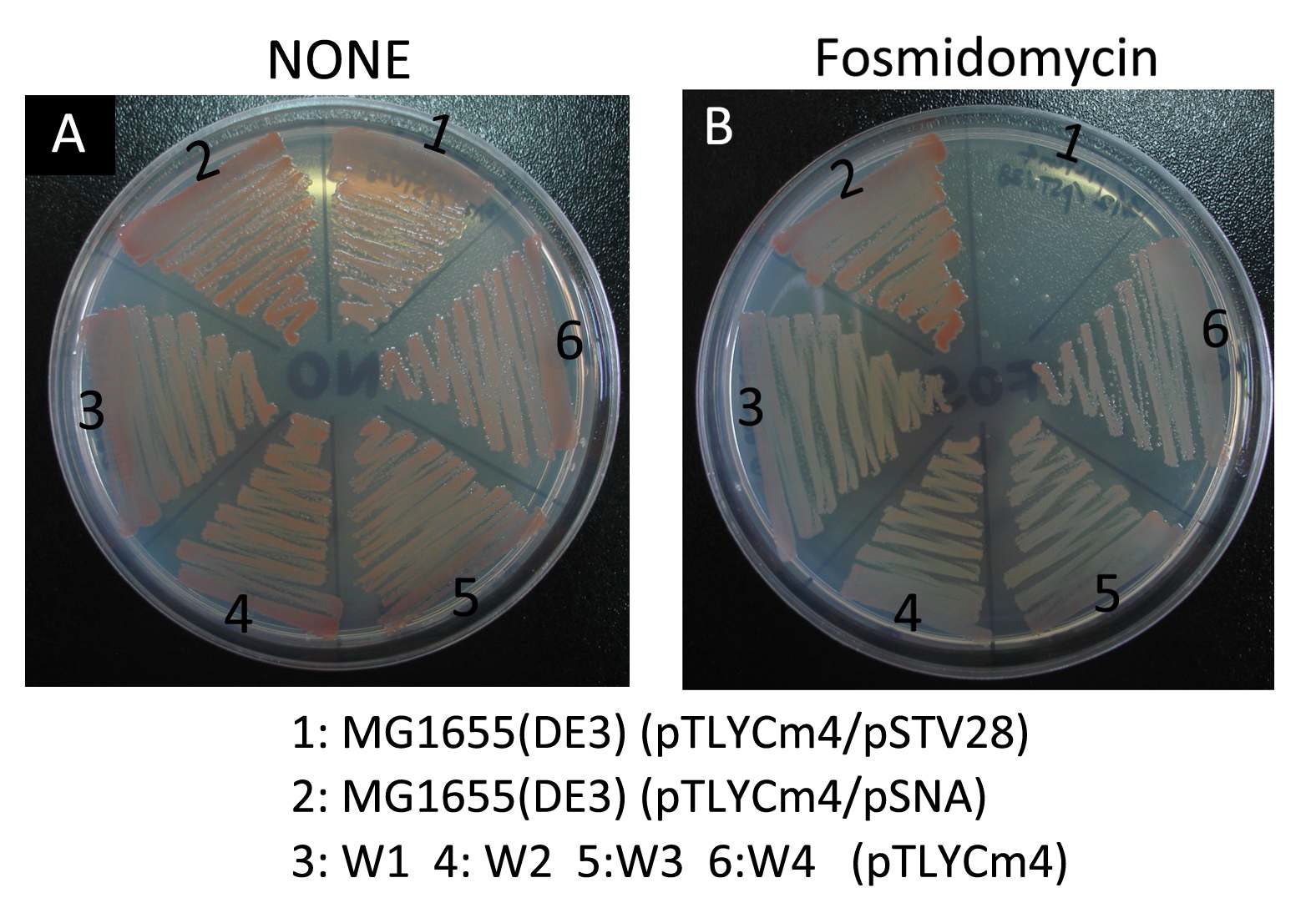 그림 10. 대장균 염색체 내 MVA 경로도입을 통한 fosmidomycin 처리 생존 확인