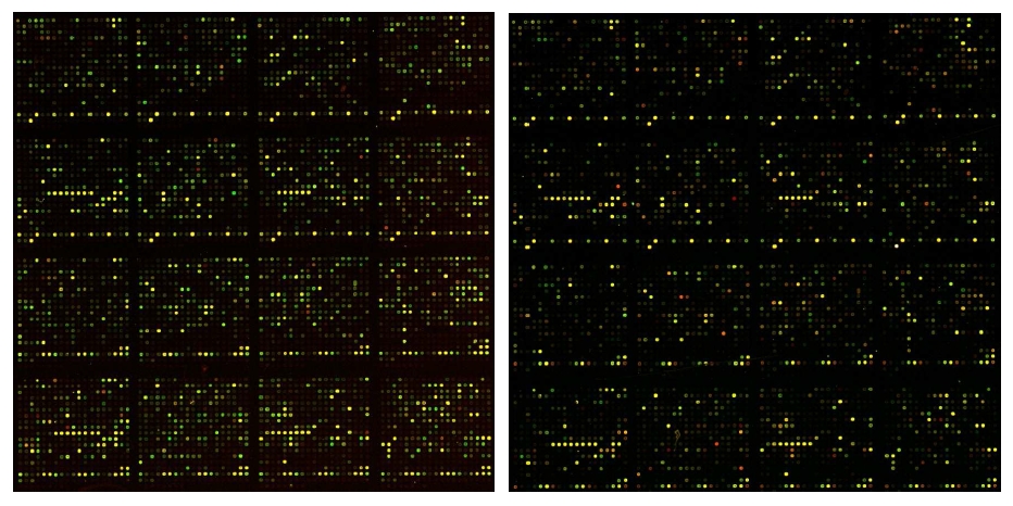 그림 13. E. coli DH5α stain의 microarray chip image 결과