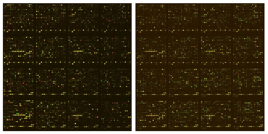 그림 14. E. coli MG1655 stain의 microarray chip image 결과