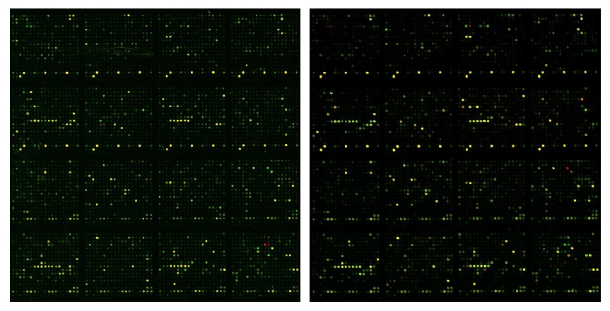 그림 15. 파네솔 생산 균주의 microarray chip image 결과