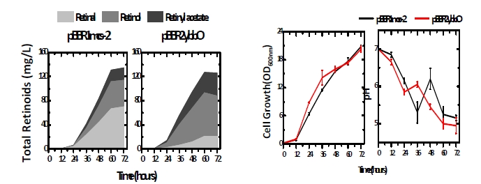 그림 19. YbbO 유전자의 증폭을 통한 레티노이드 생산성 비교
