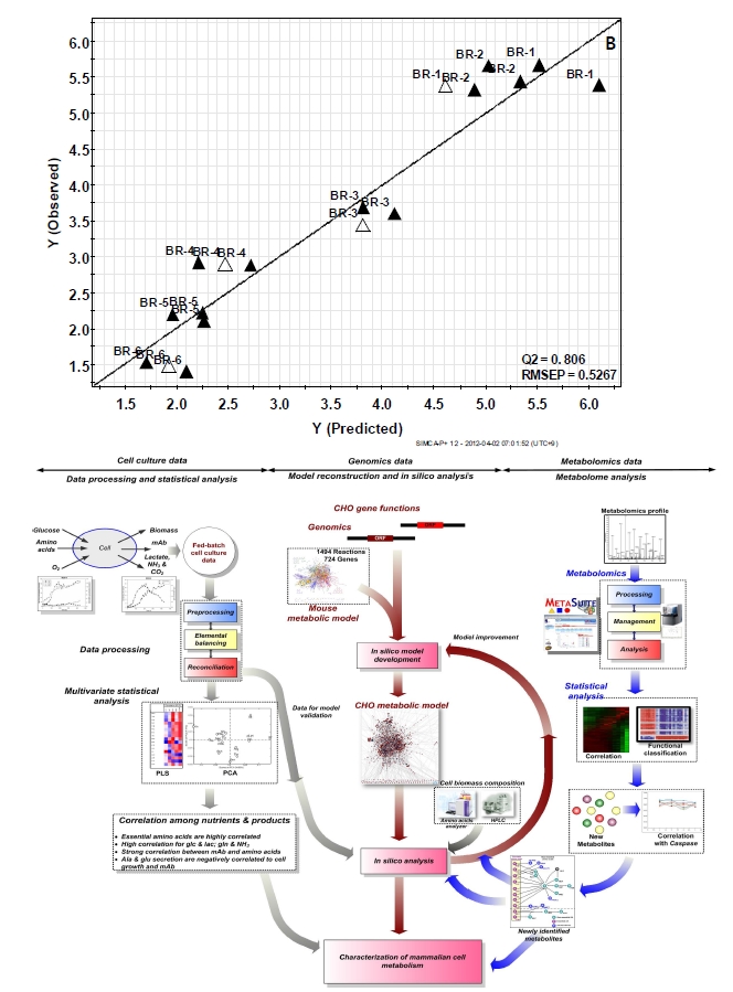 그림 4. 인실리코 모델링과 대사체분석의 접목기술을 통한 동물세포대사분석