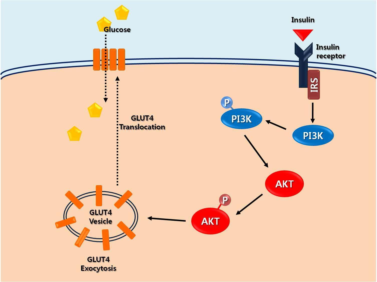 Insulin signaling pathway
