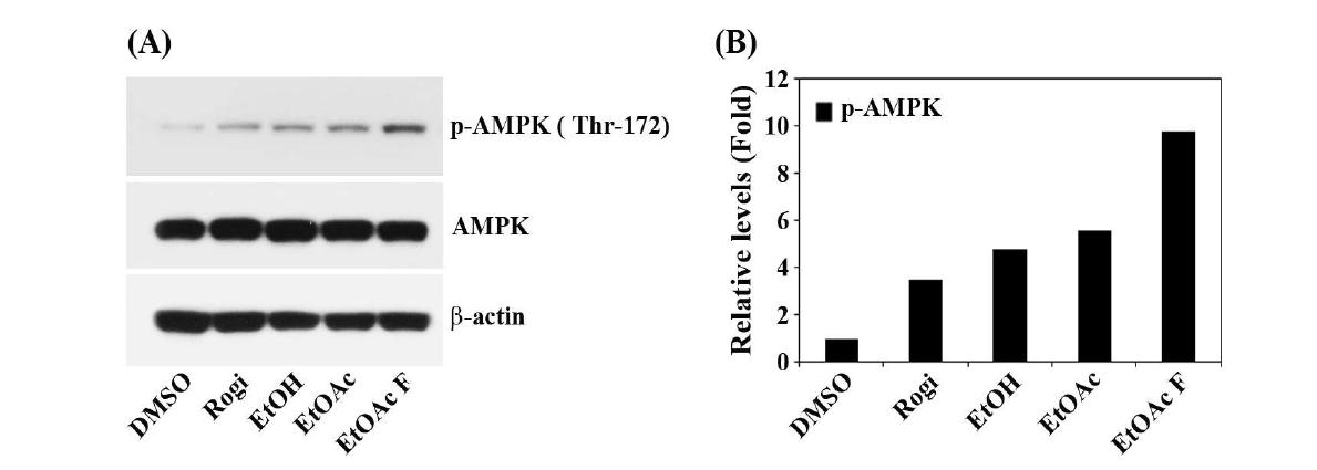 Enhancement in the phosphorylation of AMPK by EtOH, EtOAc and S-EtOAc-F fraction from Golden glutinous sorghum grains (A), and their relative levels in the enhancement compared to the vehicle control (B).