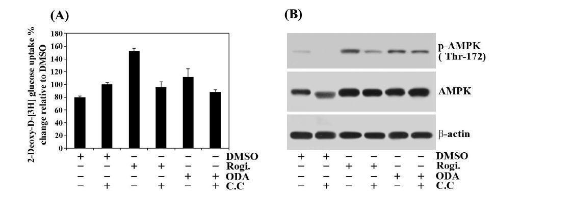 Effect of oleamide on glucose uptake in C2C12 cells.