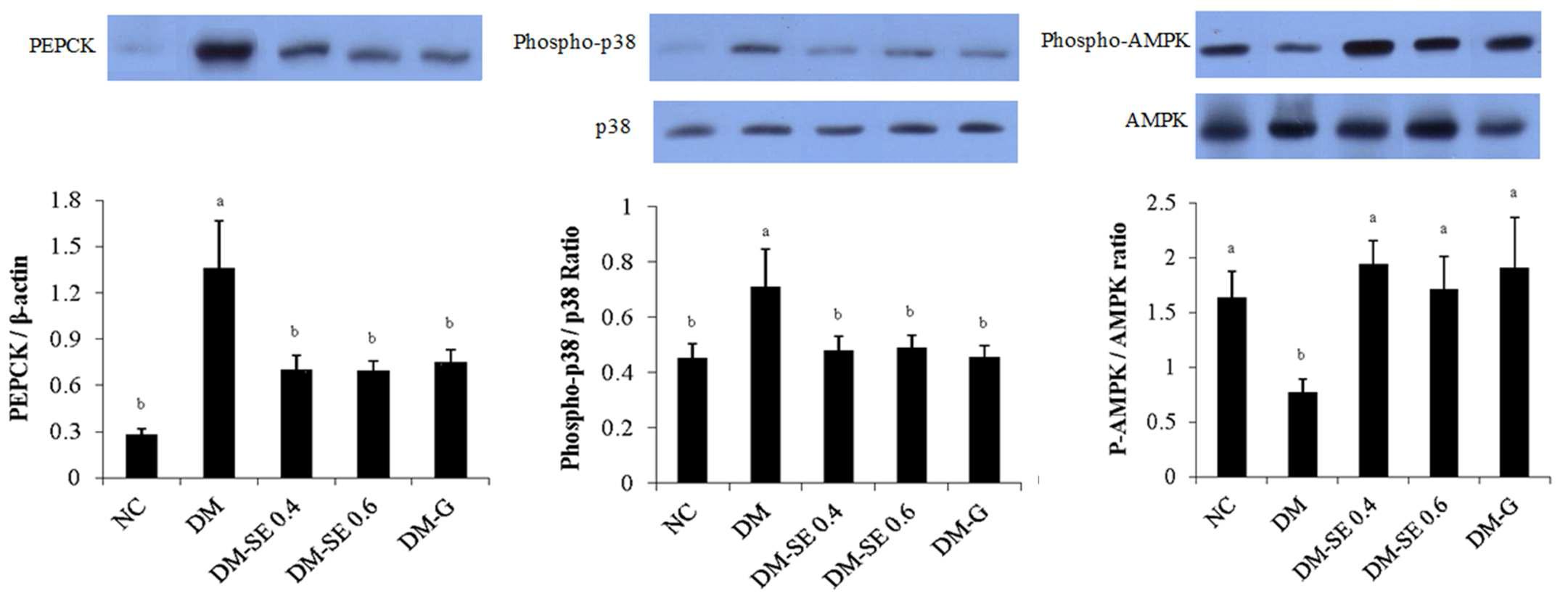Expression of PEPCK , phosphor-p38/p38 ratio and p-AMPK/AMPK ratio.