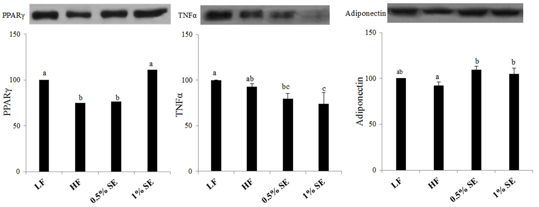 Effect of sorghum extracts on protein expression of PPAR-γ TNF-α and adiponectin in adipose tissue.