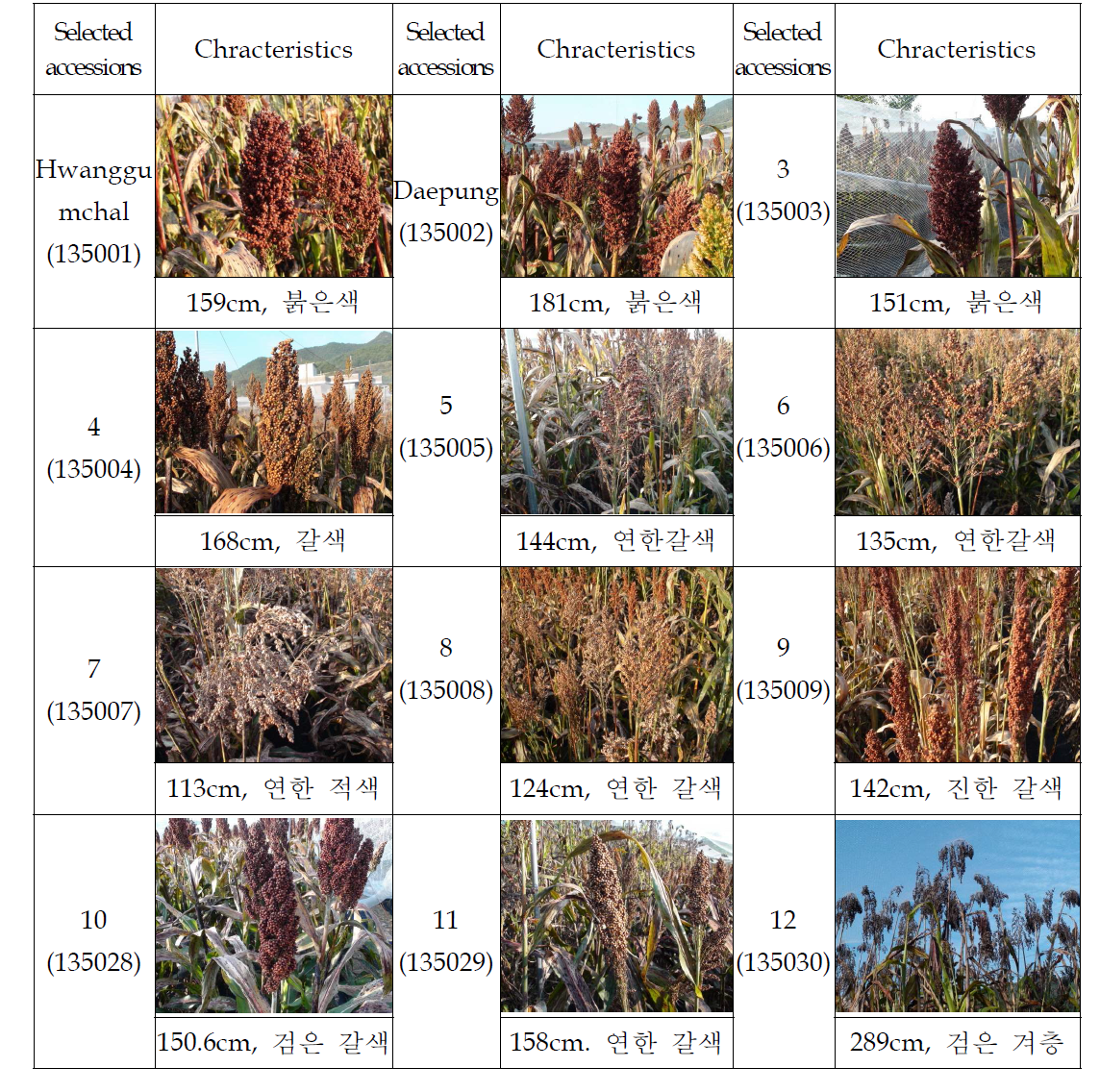 Characteristics of plant heights, ears and grain of selected sorghums