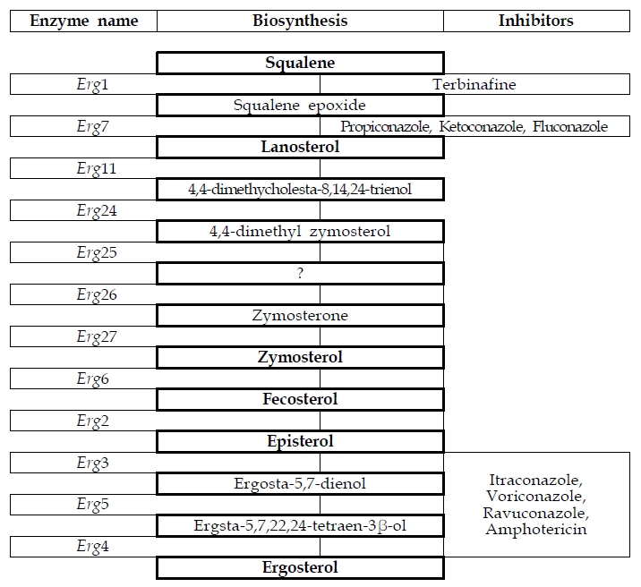 Fig. 3. Ergosterol biosynthesis pathway in the fungus