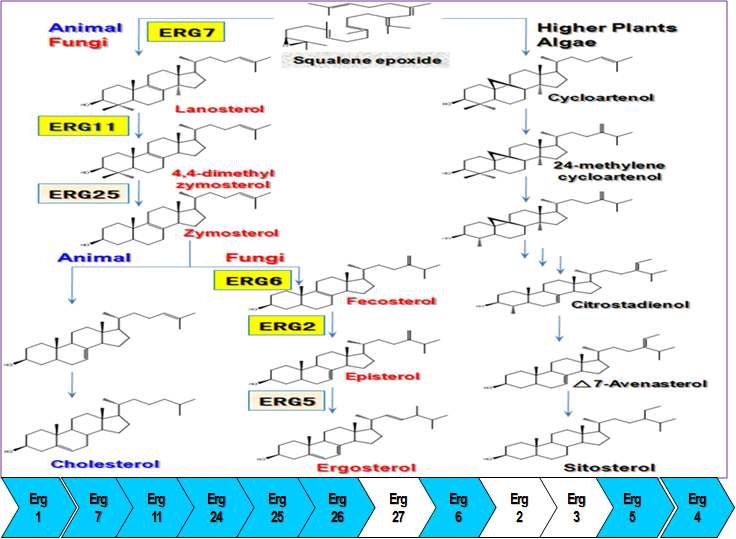 Fig. 4. Enzymatic genes and inhibitors used the study and their relationships to ergosterol biosynthesis
