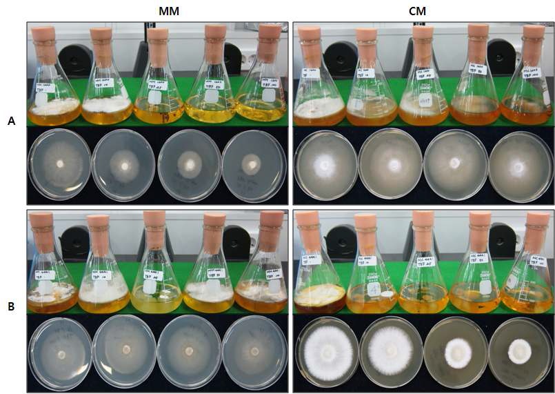 Fig. 5. Growth feature of N aematoloma sublateritium 1200(A ) and 4441(B) on the solid and liquid medium by tratment of terbinafine