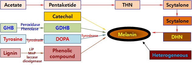 Fig. 6. M elanin pigment pathway.