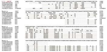 Fig. 7. A lignment of THR1 gene with NCBI.