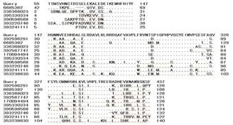 Fig. 8. A lignment of DOPA 4,5-dioxygenase gene with NCBI.