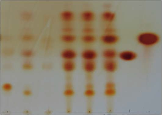 Fig. 2. TLC를 이용한 GA BA 생산량 분석