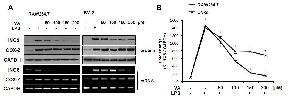 Fig. 3. Effects of veratric acid on the expression of iNOS and COX -2 in LPS-stimulated RAW 264.7 and BV-2 cells