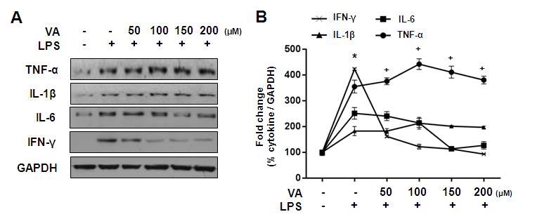 Fig. 4. Effects of veratric aicd on the expression of proinflammatory cytokines, in LPS-stimulated RAW 264.7 cells