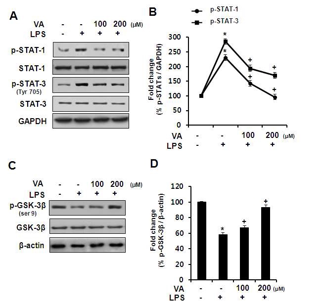 Fig. 5. Effects of veratric aicd on the expression of STA T-1, STA T-3 and GSK -3β in LPS-stimulated RAW 264.7 cells