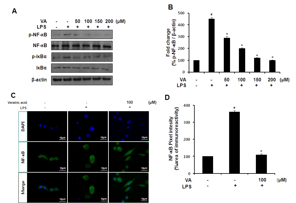 Fig. 6. Effects of veratric acid on the expression of NF-ĸB and IĸBα in LPSstimulated RAW 264.7 cells