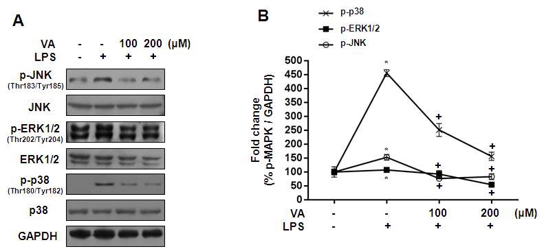 Fig. 7. Effects of veratric acid on the expression of M A PK s in LPS-stimulated RAW 264.7 cells