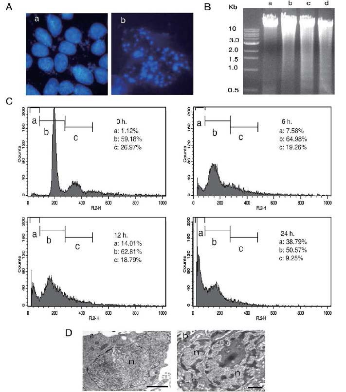 Fig. 2. induction of apoptosis in AA treated A549 cells