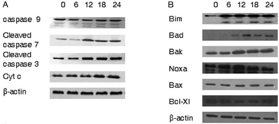 Fig. 3. Time-dependent expression of apoptotic proteins in AA treated A549 cells. Whole-cell extracts were prepared and analyzed by western blotting