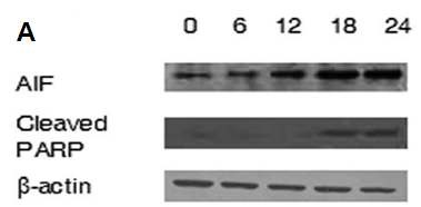 Fig. 4. Time-dependent expression of apoptotic proteins in AA treated A549 cells