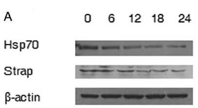Fig. 5. Time-dependent expression of apoptotic proteins in AA treated A549 cells